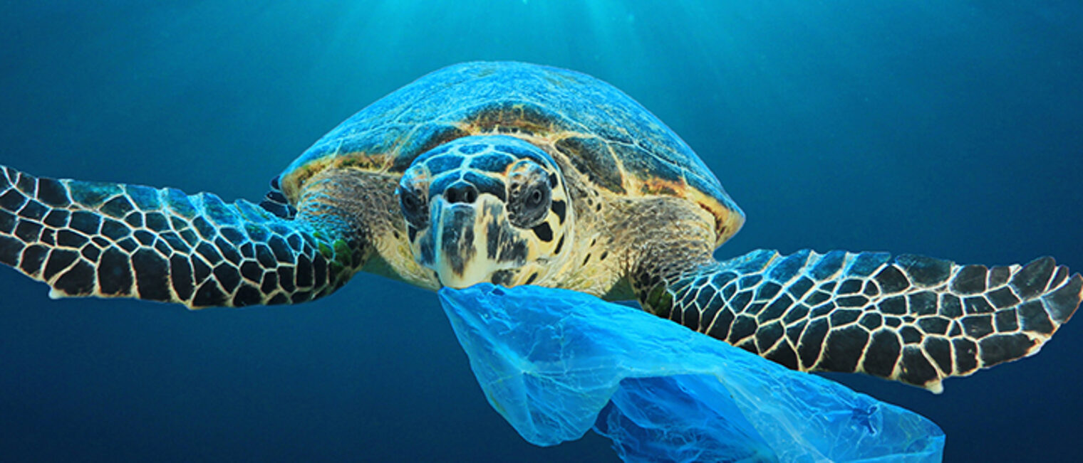 Schildkröte schwimmt im Meer mit Plastiktüte