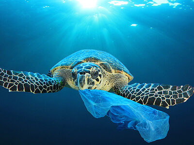 Schildkröte schwimmt im Meer mit Plastiktüte